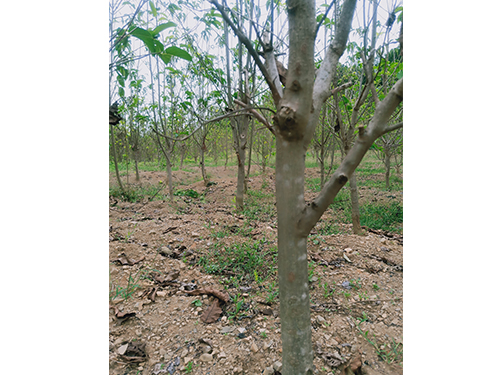 華仲8號5年苗(價格面議)